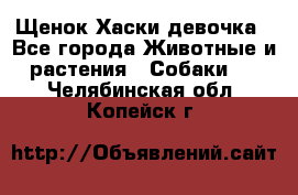 Щенок Хаски девочка - Все города Животные и растения » Собаки   . Челябинская обл.,Копейск г.